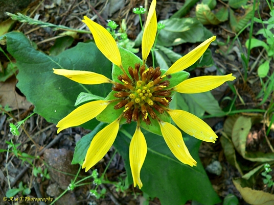 {Tetragonotheca helianthoides}